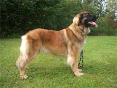 Antilla Sarafina of-lion-dream