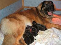 Aline und ihre L�wenbabys