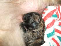 Santanas "L�wenbabys"
