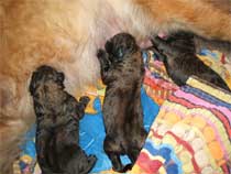 Santanas "L�wenbabys"