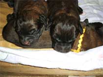 Santanas "L�wenbabys"