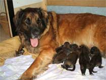 Santanas "L�wenbabys"