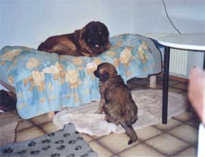 Basko und Glory-Girl. Er bewacht im Wohnzimmer das Bett und Herrchens zeitweilige Schlafstelle