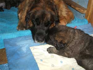 Fressen und Schmusen