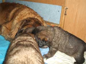 Fressen und Schmusen