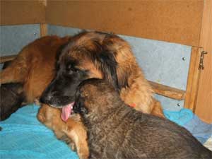 Fressen und Schmusen