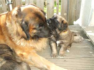 Fressen und Schmusen