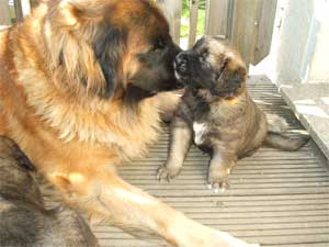 Fressen und Schmusen