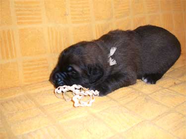 He-Baby (Weiss)