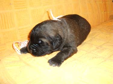 Havanna (Rosa)