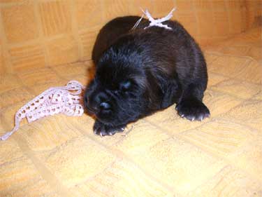 Havanna (Rosa)