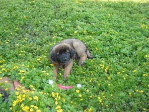 Balu (Happy-Jokkel-Junior of-lion-dream) in seinem neuen Zuhause