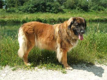 Antilla Sarafina of-lion-dream