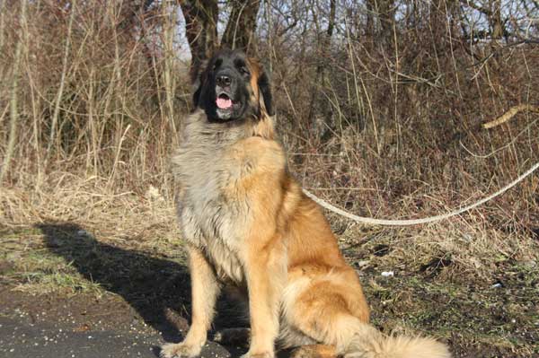 Etana von der Aigner Oberm�hle