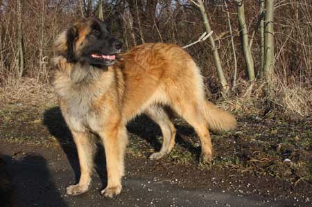 Etana von der Aigner Oberm�hle