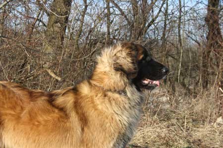 Etana von der Aigner Oberm�hle