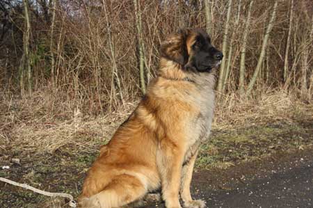 Etana von der Aigner Oberm�hle