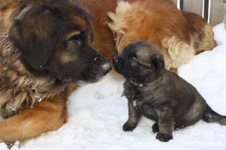 Santana und Baby