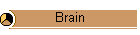 Brain